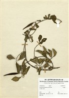 藏品(羊角藤)的圖片